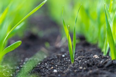 Tarım bitkisi, bahçede ve güneş ışığında büyüyen adım konsepti. Yeni hayat ya da başlangıç ya da başlangıç kavramı