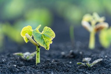 Tarım bitkisi, bahçede ve güneş ışığında büyüyen adım konsepti. Yeni hayat ya da başlangıç ya da başlangıç kavramı