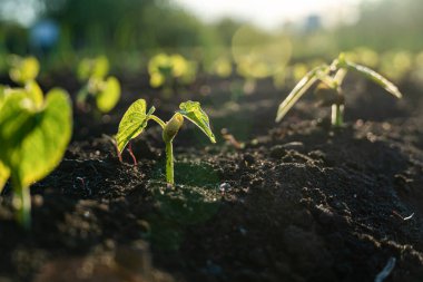 Tarım bitkisi, bahçede ve güneş ışığında büyüyen adım konsepti. Yeni hayat ya da başlangıç ya da başlangıç kavramı