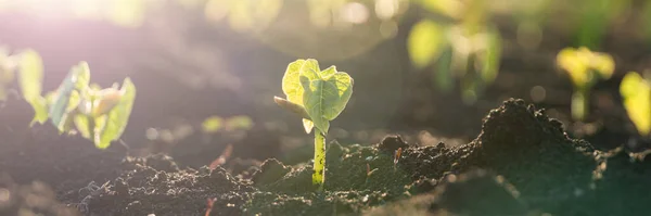 Semis Plantes Agricoles Concept Étape Croissance Dans Jardin Lumière Soleil — Photo