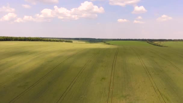 Vzdušné létání vysoko nad obrovským pšeničným polem. — Stock video