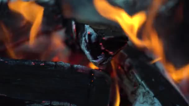 Feu de joie brûlant des arbres lumineux, chaleur, lumière, camping, gros plan — Video