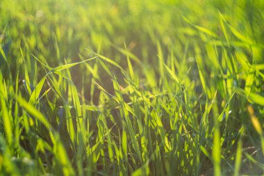 Yeşil çayır ya da yaz günbatımı ışınlarında çimen. Doğal arkaplan