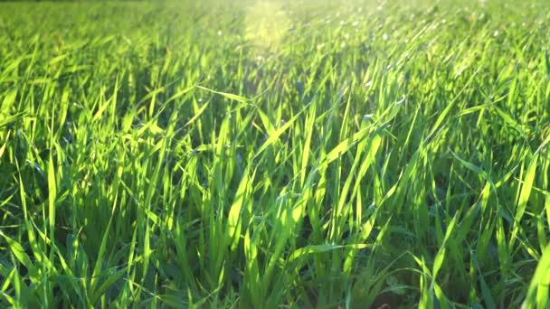 Grama de prado natural lentamente balançado pelo vento soprar. Conceito de ambiente verde . — Vídeo de Stock
