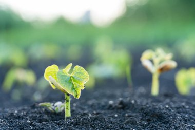 Tarım bitkisi, bahçede ve güneş ışığında büyüyen adım konsepti. Küresel ısınmayı azaltmak için ağaç dikmek. Yeni hayat ya da başlangıç ya da başlangıç kavramı.