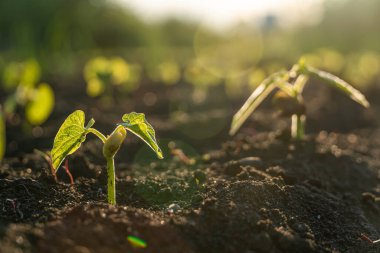 Tohumlar güneş ışığının arka planıyla toprakta büyüyor. Küresel ısınmayı azaltmak için ağaç dikiyorlar..