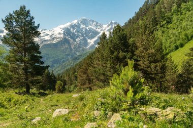 Rocky Dağı 'ndaki kanyonda çam ağacı. Arkasında dağlar ve karlar var. Güzel manzara.