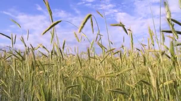 Vetefält mot den blå himlen. Spetsar av vete med spannmål skakar vinden — Stockvideo