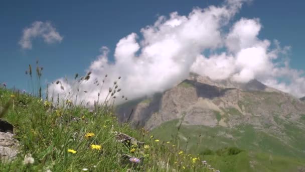 Pequeñas flores sobre un fondo de nubes y montañas a gran altitud — Vídeo de stock