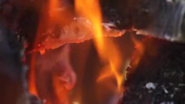 Yakıcı kömür ağacı. Canlı kömür, közler, parlayan kömür