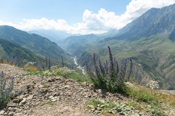 Dağ manzarasının arka planında yeşil çayırlı çiçekler. Dağ vadisi manzarası