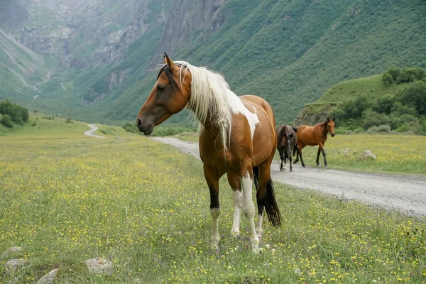 Sıcak Bir Yaz Gününde Çayırda Yürüyen Atlar Gibi Doğal Arka — Stok fotoğraf