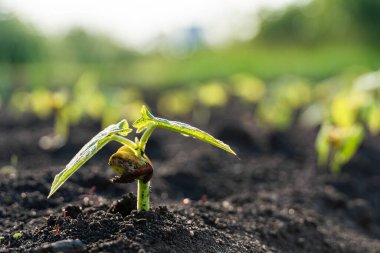 Tarım bitkisi, bahçede ve güneş ışığında büyüyen adım konsepti. Yeni hayat ya da başlangıç ya da başlangıç kavramı
