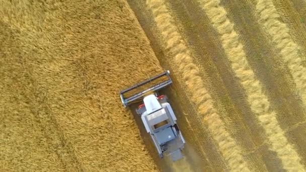 L'agricoltore lavora su macchine in campo agricolo. Lavori stagionali sui campi di raccolta. — Video Stock