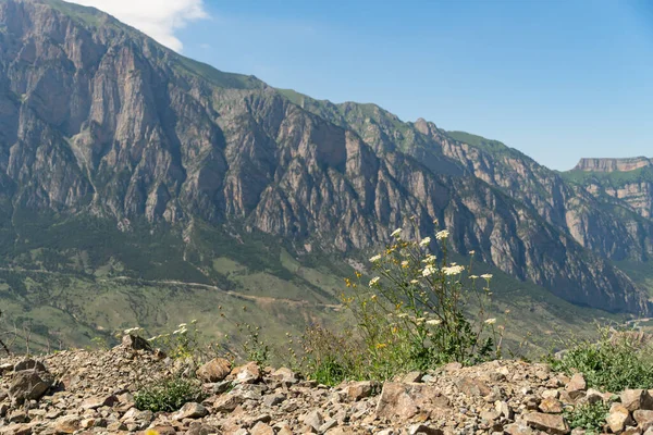 Flowers on background of Mountain landscape with green meadow. Mountain valley panorama