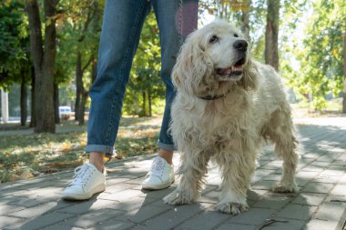 Kıdemli cocker spaniel ya da yaşlı köpek güneşli bir günde parkta bir kadınla yürüyor..