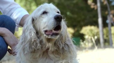 Mutlu, yaşlı bir köpeğin ya da bir köpeğin portresi.