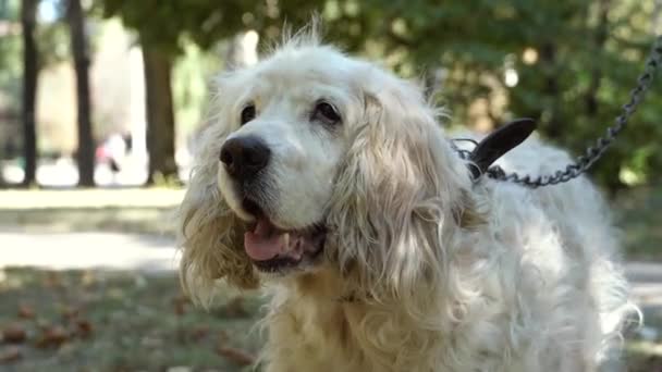 Porträtt av allvarlig äldre hund Engelska Spaniel, Närbild — Stockvideo