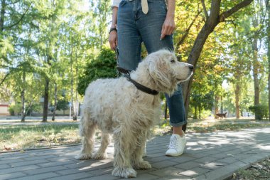 Aile hayvanı, köpek ve insan konsepti - parkta yaşlı bir köpekli kadına yakın olmak