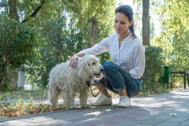Yaşlı köpek, İngiliz Cocker Spaniel, park sahibinin yanında genç bir kadın var. Yaz günü evcil hayvanla parkta yürümek.