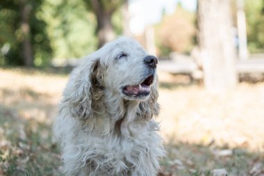 Mutlu yaşlı köpek portresi ya da spanyel, yaklaşın. Yaz günü evcil hayvanla parkta yürümek.