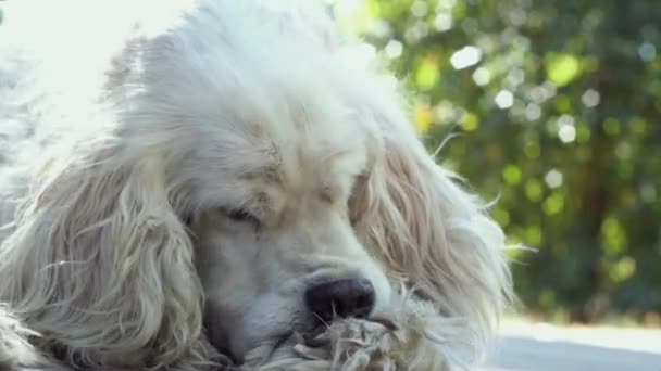 Oudere cocker spaniël hond likken zijn poot. — Stockvideo