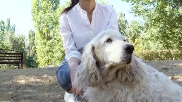 Молодая Женщина Гладит Пожилого Спаниеля Старшая Собака Прогулке Парке — стоковое видео