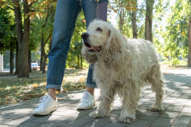 Yaşlı bir köpeğin ya da bir köpeğin portresi. Yaz günü parkta evcil hayvanla yürüyen genç bir kadın.
