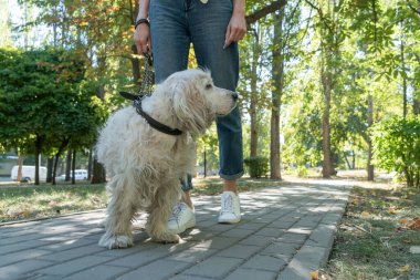Kıdemli köpek ya da spanyel taraf arıyor. Yaz günü yaşlı bir hayvanla parkta yürüyen genç bir kadın.
