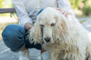 Yaşlı köpek spanyel 'in portresi. Sahibi genç bir bayanla birlikte dışarıda yürüyor.