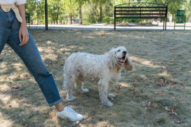Son sınıf köpeği, sahibi genç bir kadınla parkta oynayıp eğlenerek bir gün geçiriyor. Yaz günü yaşlı bir hayvanla parkta yürümek.