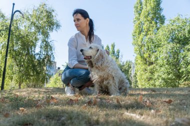 Sunny Day 'de sahibinin çekici genç bayanı olan yaşlı köpek ya da yaşlı spanyel..
