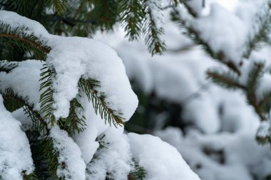 Orman zemininde karla kaplı firavun dalı. Köknar ağaçlarına kar yağıyor..