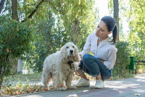Yaşlı köpek spaniel, güneşli bir günde dışarıda çekici genç bir bayanla birlikte. Aile Hayvanlarının Yaşam Serisi Günü