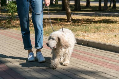 Yaşlı köpek spaniel ve sahibi genç bayan parkta bir gün yürüyorlar.