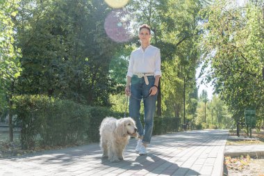 Mutlu, yaşlı bir köpeğin portresi ya da spanyel. Yaklaş. Yaz günü yaşlı bir hayvanla parkta yürümek.