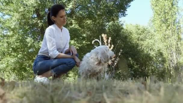 Старший Спаниель Собака Владельцем Молодая Женщина Провести День Парке Играя — стоковое видео
