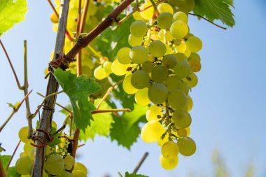 Sarmaşıktaki yeşil üzümler. Asmada yetişen yeşil üzümler mavi gökyüzü arka planında