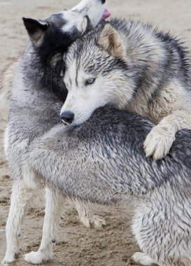 Husky köpekleri kum sahil deniz, gökyüzü ve şehir arka plan ile oynarken birkaç