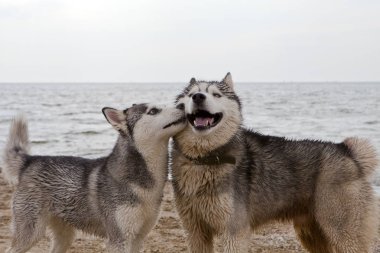 Husky köpekleri kum sahil deniz, gökyüzü ve şehir arka plan ile oynarken birkaç