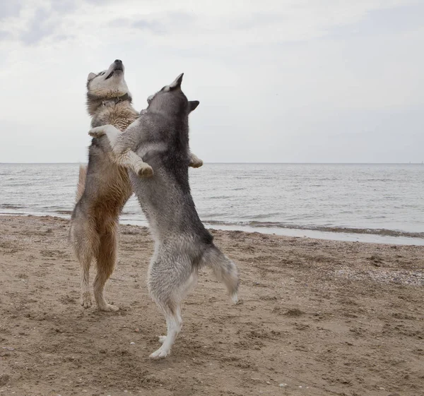 海と空の背景と砂の海辺に踊ったり演奏ハスキー犬のカップル — ストック写真