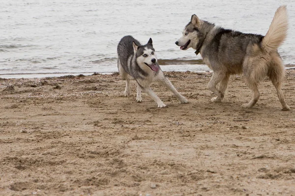 Μερικά Σκυλιά Χάσκι Παίζει Και Χορό Στην Άμμο Παραλία Φόντο — Φωτογραφία Αρχείου