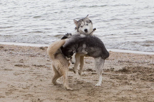 Couple of husky dogs playing and dancing on sand seaside with sea and sky  background