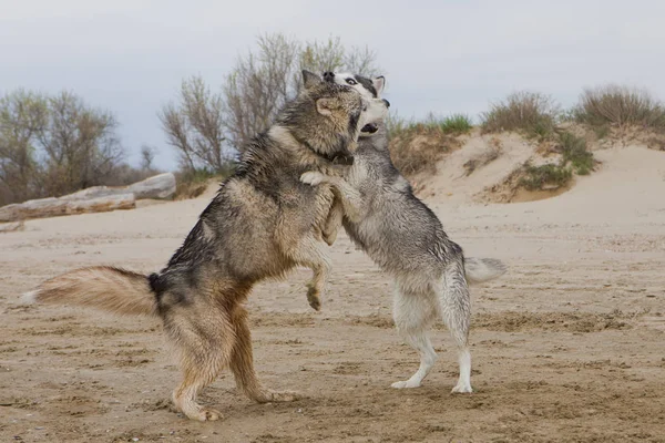 Couple Husky Dogs Playing Dancing Sand Seaside Sea Sky Background — Stock Photo, Image