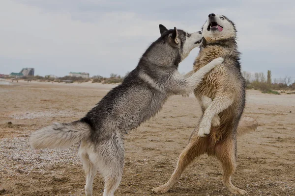 Dva Psy Husky Hraje Tančí Písku Moře Mořem Oblohou Pozadím — Stock fotografie