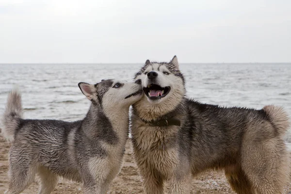 Couple Husky Dogs Playing Sand Seaside Sea Sky City Background — Stock Photo, Image