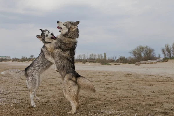 Casal Cães Husky Brincando Dançando Areia Beira Mar Com Fundo Fotos De Bancos De Imagens