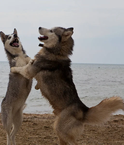 Casal Cães Husky Brincando Areia Beira Mar Com Fundo Mar Fotos De Bancos De Imagens