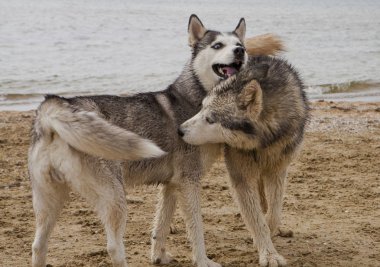 Husky köpekleri kum sahil deniz, gökyüzü ve şehir arka plan ile oynarken birkaç