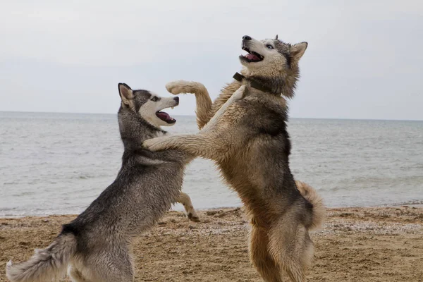 Paar Van Husky Honden Spelen Zand Kust Met Stad Zee — Stockfoto